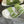 LV DAD SANDAL PEAR GREEN DAMIER CALFSKIN