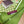 GG Double-Sided Floral 90x90cm Green Colorful Twill Silk 194447