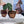 TRIOMPHE SUNGLASSES 548590 IN HAVANA ACETATE