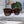 TRIOMPHE SUNGLASSES 552774 IN BABY PINK ACETATE TEXT LOGO