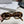 TRIOMPHE SUNGLASSES CL40194 IN ACETATE