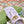 HIGH THONG MULE 55MM IN LIGHT PINK CALFSKIN WITH GOLD HARDWARE