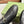 Horsebit Jordaan Loafer Black GG Leather