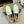 Horsebit Jordaan Loafer White GG Leather