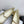 CC Mary Jane Beige Cowhide