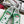 Upvillage Trainer 30mm In Green Mix Light Lotus Pink Suede With Laminated Calfskin 990153