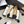 CC Logo Bow with Camellia Ballerina Flats Black Beige Cowhide Sheepskin 427020