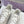 CD C'est Dior Sneaker White Mesh Suede Calfskin 546580