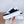 CELINE 25C Block Sneaker Black mix White Calfskin 231998