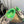 Loewe x On Cloudsolo Sneakers Khaki Green and Beige  Polyester and Mesh 533484