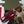 GG Jackie 1961 Mini Bag 19cm Red Patent Leather Crystals