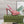 GG Valentino High heels Pink