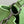 CAPUCINES BB 27 GREEN TAURILLON TURQUOISE SILVER HARDWARE