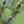 CAPUCINES BB 27 GREEN TAURILLON TURQUOISE SILVER HARDWARE