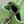 CAPUCINES MINI 21 GREEN TAURILLON TURQUOISE SILVER HARDWARE