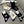 CREW SOCKS 279733 (1 BOX)