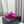 dad sandals dark pink metalic lambskin mules