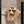 CD Shoulder Vest Jacket Beige Polyester