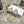 CD 26s Slippers Gray Beige Sheepskin 679865