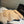 CHANEL 25S SCARF 180 CM IN CASHMERE 942938