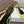 Celine 26 Pointed-Toe Slingback Yellow Sheepskin 624684