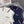 MIUMIU SET SPORTWEAR COTTON 266672